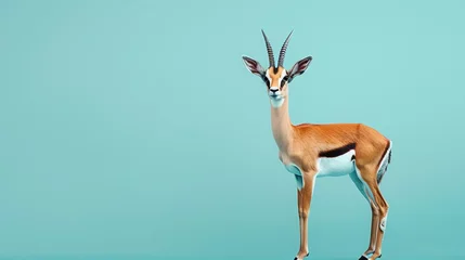 Foto auf Acrylglas A beautiful gerenuk stands tall against a solid blue background. The gerenuk is a long-necked antelope found in the savannas of East Africa. © Nijat