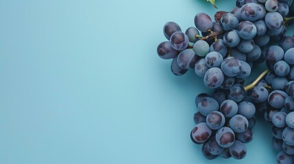 A bunch of ripe blue grapes with green leaves on a blue background. The grapes are plump and juicy, and they are covered in a light dusting of bloom. - obrazy, fototapety, plakaty