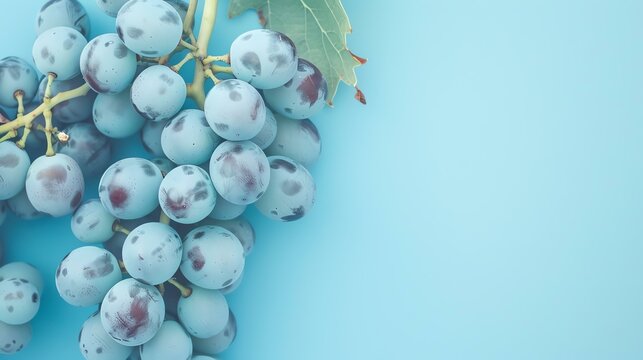 A close-up image of a bunch of fresh juicy grapes with green leaves on a blue background.