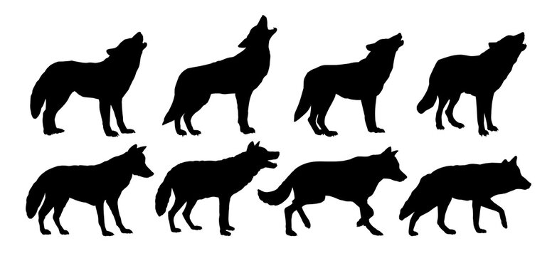 Set of silhouettes of wild wolves.

