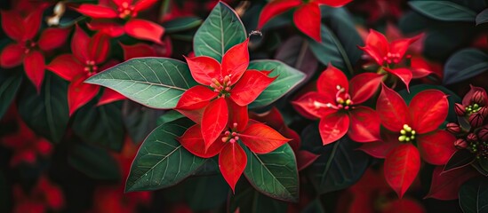 A close-up view of a cluster of vibrant red poinsettias with lush green leaves, showcasing the beauty of these tree flowers in full bloom.