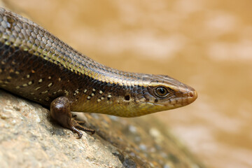 Selective Focus large skink sunbathes on a rock by the river. Lying there like a pregnant iguana