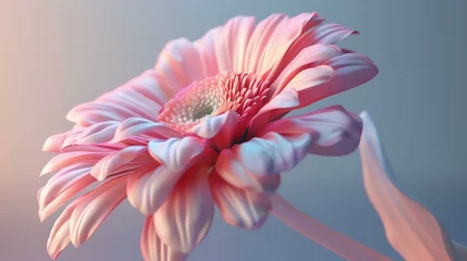 Tuinposter Light pink gerbera flower in full bloom against a pale blue background. The petals are soft and velvety, and the flower is slightly cupped. © Nijat