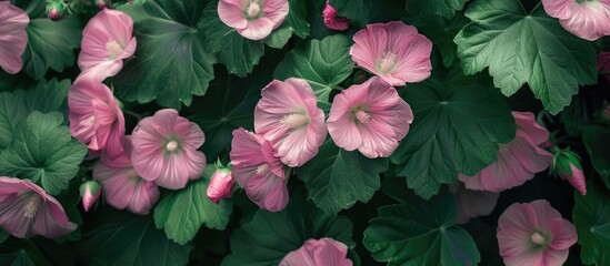 A cluster of vibrant pink mallow flowers with delicate green leaves fill the frame. The flowers are in full bloom, showcasing their intricate petals against the backdrop of lush green foliage.
