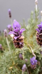 bee on lavender