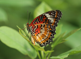 Malaiische Florfliege - Malay lacewing
