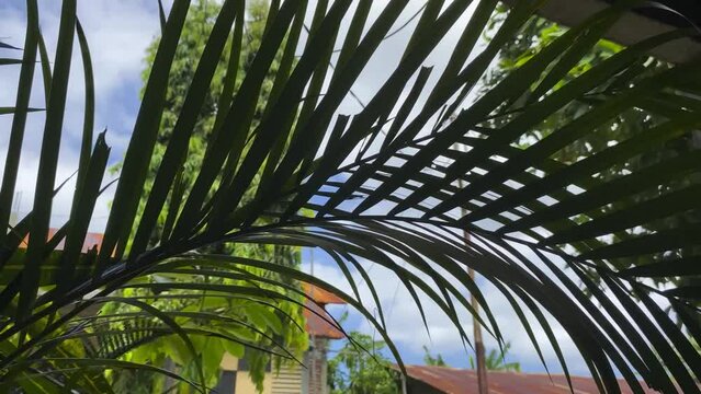 Palm leaves swaying in the midday wind