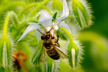 Abeille sur une fleur de bourrache blanche
