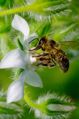 Abeille sur une fleur de bourrache blanche