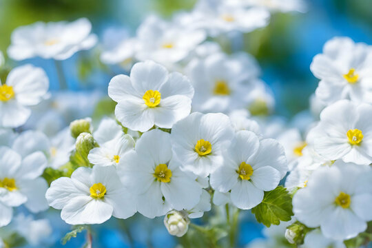 Spring forest white flowers primroses on a beautiful blue background