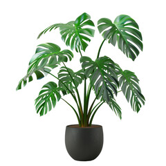 A Monstera deliciosa Liebm potted plant with hyperrealistic details, white background --style raw --v 6 Job ID: ce5f55ad-bb4c-4b19-86e7-bee2eff1c159