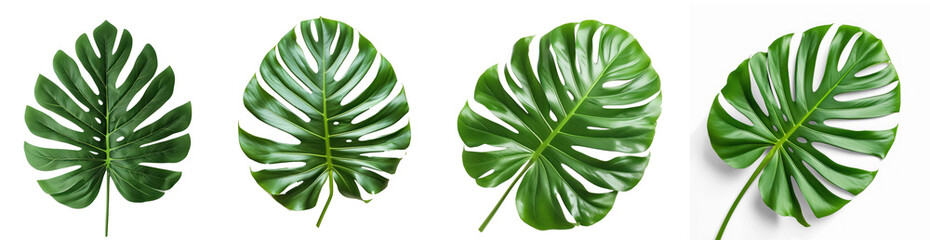 Collection tropical leaf on transparency background PNG