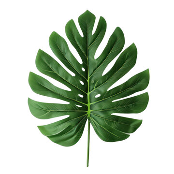 tropical leaf on transparency background PNG