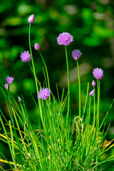 Ciboulette en fleur