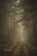 autumn mystical coniferous deciduous forest during morning fog - obrazy, fototapety, plakaty