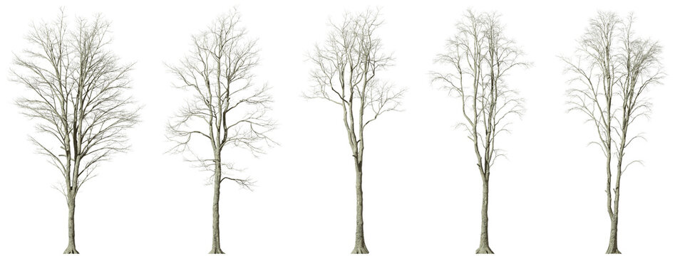 Dry forest Tree leafless desolate isolated on transparent backgrounds 3d illustrations png