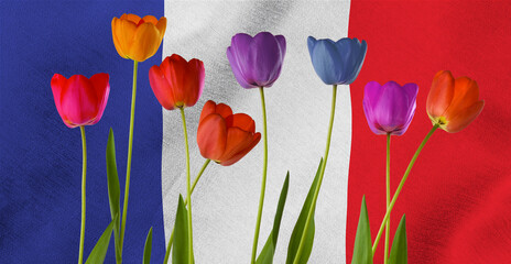  image of beautiful multi-colored tulips against the background of the flag of France