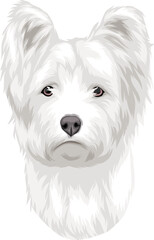 white terrier dog