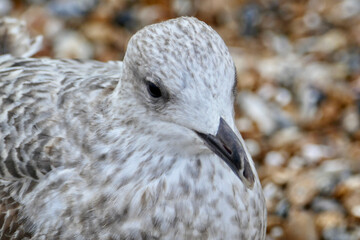 Portrait of a seagull in Brighton Beach, UK