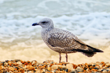 Portrait of a seagull in Brighton Beach, UK