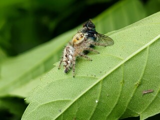Fototapeta premium a jumping spider eating a flie on the leaf