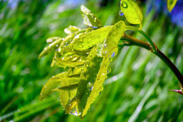 drops of dew on the leaves in the early morning