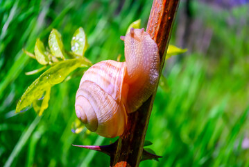 brown garden snail on a branch