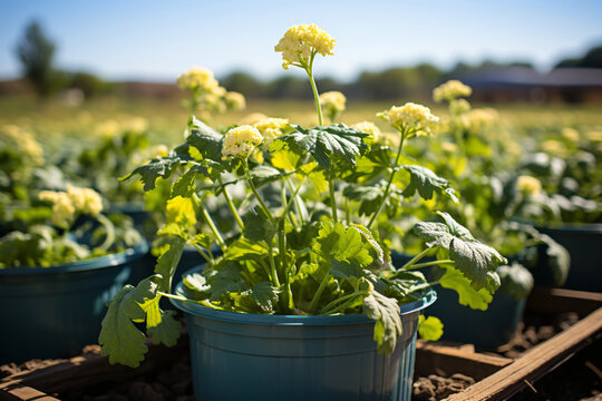 Photo of planting hydroponic cauliflower in open ground