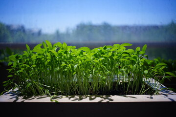 Coriander seedlings 