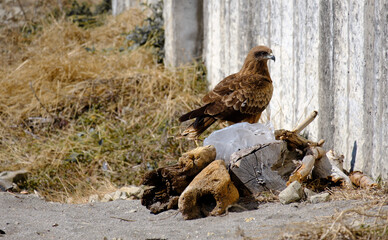 ゴミの上に乗る江ノ島のトンビ