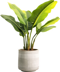 Decorative banana plant in concrete vase isolated.