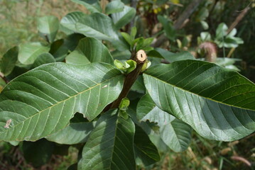 a pink guava tree that was pruned