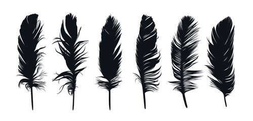 The set of bird feather silhouettes. 
 - obrazy, fototapety, plakaty