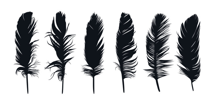 Fototapeta The set of bird feather silhouettes.  