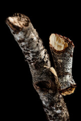 The buff-tip (Phalera bucephala) moth of the family Notodontidae.