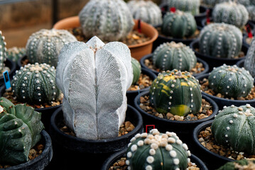 Diverse Varieties of Cactus, Succulent and Bougainvillea Plants in a Greenhouse Nursery
