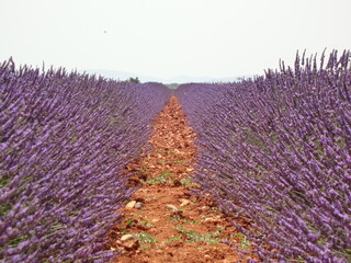 Campo di lavanda