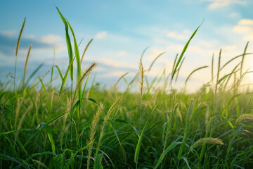 Fototapeta premium Green wheat field under blue sky with sunlight. Agriculture and environment.