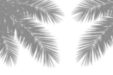 Realistic shadow of palm tree branch on white background. Tropical palm leaves leaf shadow silhouette, Nature light decoration overlay effect. Vector illustration 