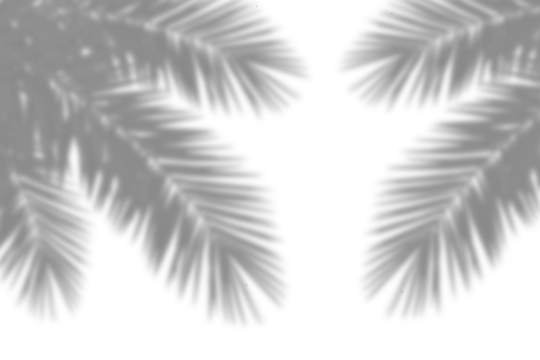 Realistic shadow of palm tree branch on white background. Tropical palm leaves leaf shadow silhouette, Nature light decoration overlay effect. Vector illustration 