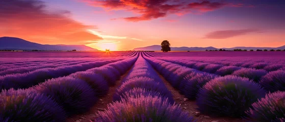 Poster Lavender Fields Aglow: Captivating Sunset Landscape Shot with Canon RF 50mm f/1.2L USM © Nazia