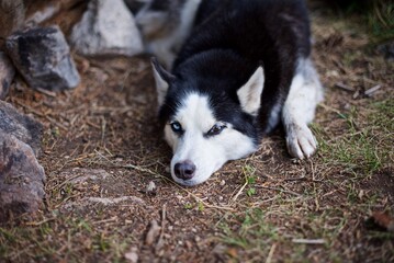 Beautiful husky dog sleeping on the ground in the mountains