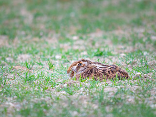 Obraz premium Hare hiding in plain sight hoping he has not been seen.