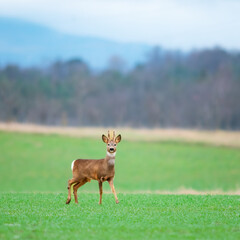 Roe deer buck looking in the camera on a green meadow