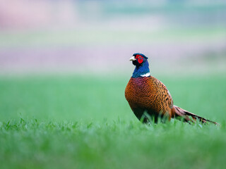 Portrait of a male pheasant (phasianus colchicus) in a meadow