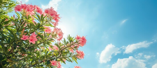 A blooming oleander tree with pink flowers in the foreground, set against a vibrant blue sky in a botanical garden or arboretum on a sunny summer day.