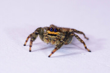 Closeup on a small European Fencepost jumping spider, Marpissa muscosa on white background