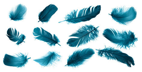 blue feathers on white isolated background	
