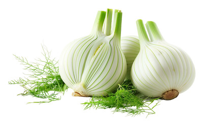Realistic Fennel on PNG Transparent background