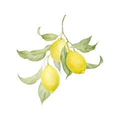 Watercolor lemon branch with juicy fruits. Hand drawn, isolated